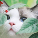 wistfulwishywitch avatar