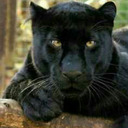 witch-with-the-cat avatar