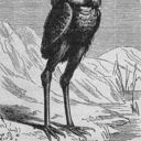 witch-writing avatar