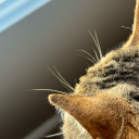 witchedwicked avatar