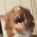 witchhazelgreene avatar