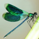 witchofthewillow avatar