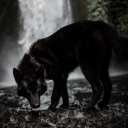 witchofwolfwood avatar