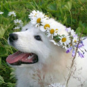 witchy-cat-garden avatar