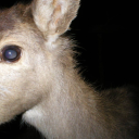 with-a-savior-complex avatar