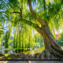 with-no-particular-place-to-go avatar