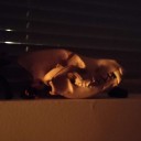 withering-wake avatar