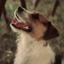 withers-sas-dog avatar