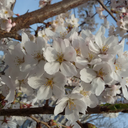 witty-piscis27 avatar