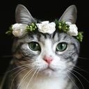 wittys-aesthetics avatar