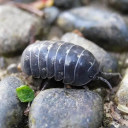 wizard-intern avatar