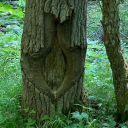 wizard-wallace avatar