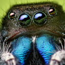 wmb-salticidae avatar