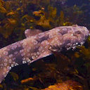 wobbegongendorser avatar