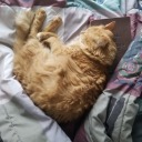 wobblyhumanthing avatar