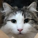 woldnewtonguy avatar