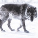 wolf-999 avatar