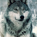 wolf-decoration avatar