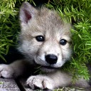 wolf-heart1197 avatar