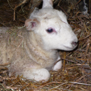 wolf-of-amadeus avatar