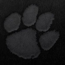 wolf-of-winterfell avatar