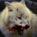 wolf-suggestions avatar