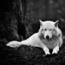 wolf-traveler avatar