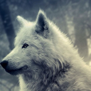 wolf-vision avatar
