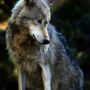 wolf1578 avatar