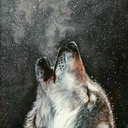 wolf25816 avatar