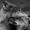 wolf69sthings avatar