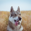 wolferywren-blog avatar