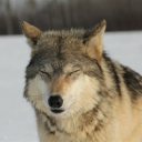 wolfgirlautism avatar