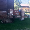 wolfiebjournalwords avatar