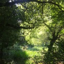 wolfieinthesky avatar