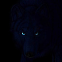 wolfindarkness avatar