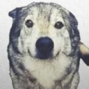 wolfinthelonggrass avatar