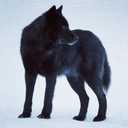 wolflover1302 avatar