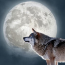 wolfmoontarot avatar