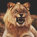 wolfpack-argent avatar