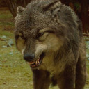 wolfpackshenanigans avatar