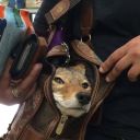 wolfpawpapers avatar