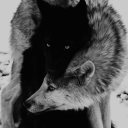 wolfs-house avatar