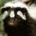 wolfsbanehaze avatar