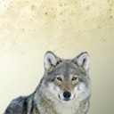 wolfsilverlight avatar