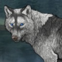 wolvdenchatfinds avatar