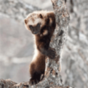 wolverine-m-blog avatar