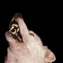 wolves-call avatar