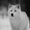 wolves-that-kill-blog avatar