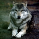 wolvesliewaiting avatar